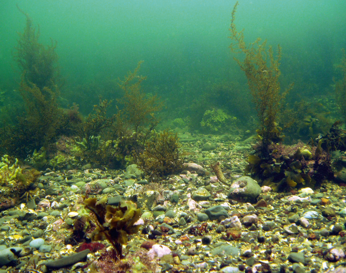 coastal life linkedin rgb
